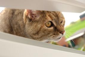 Cat Curious Pet
