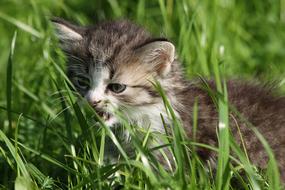 Kitten Animal Grey
