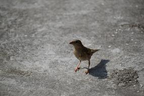 Bird Sparrow Nature