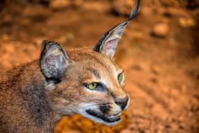 Caracal Cat Wildlife
