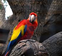 Parrot Bird Papużka