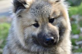 Dog Portrait Eurasier