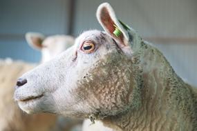 face of a white fluffy sheep