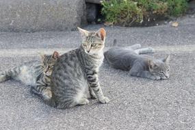 Cats Gray Animal