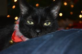 Black Cat Christmas