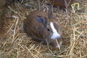 Rabbit Hare Pet