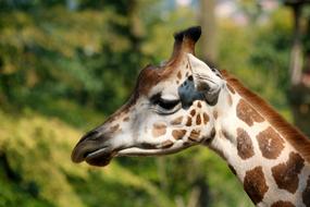 Closeup of a giraffe head