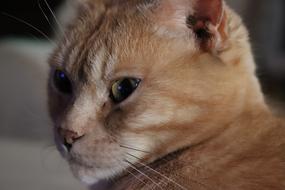 Cat First Floor Feline