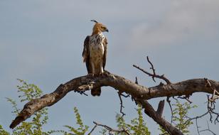 wild bird on a branch