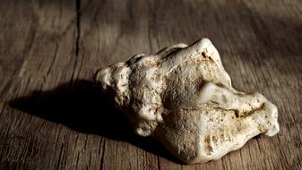 Sea ​​Shell Shell Animal