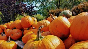 Ornaments in the form of ripe pumpkins