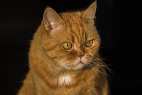 Cat Pet Domestic Cat'S