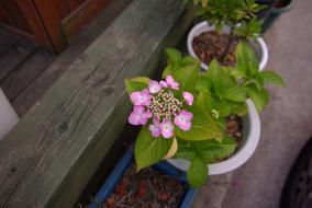 potted plants garden