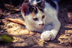 Cat Kitten Cute