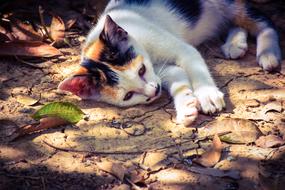 Cat Kitten Cute