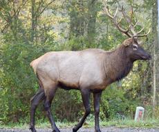 Elk Deer Stag in wildlife