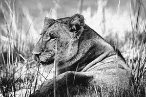 Lioness Resting Black