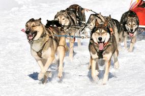 Canine Hitch Musher