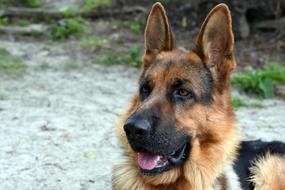 Dog Animal German Shepherd