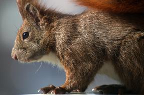 wild furry squirrel