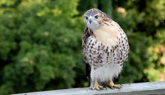 Hawk Wildlife Bird