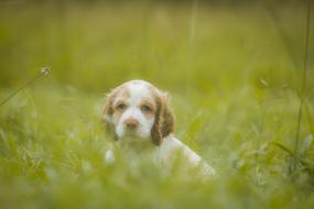Cocker Male Spaniel