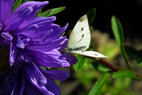 beautiful butterfly on a purple flower in the garden