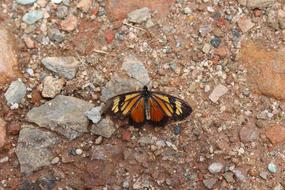Butterfly Close Up Animal World