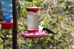 Hummingbird Bird Close Up