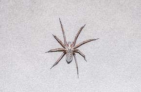 Spider Animal Nature