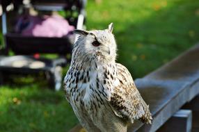 Barn Owl Raptor
