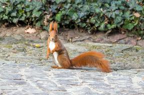 The Squirrel Ruda Park