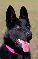 Black German Shepherd Dog Portrait