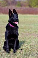 Black German Shepherd Dog Sitting