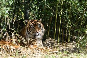Tiger Zoo Feline