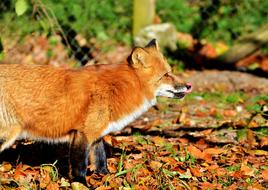 Fuchs Red Fox Predator macro