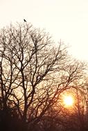 Morning Light Sunrise Winter