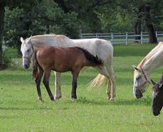 Lipizzaner Mare Foal