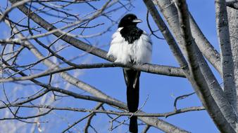 Bird Feather Magpie