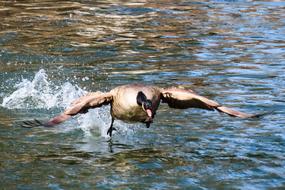 Animal World Bird Goose Water