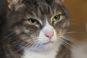 Cat Animals Pet Domestic