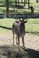 Animal World Hirsch Mammal