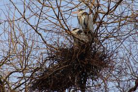 Heron Nest Breed