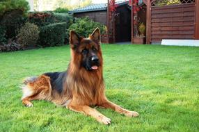 German Shepherd Friend Dog
