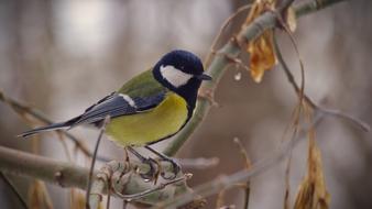 Tit Bird Nature Living
