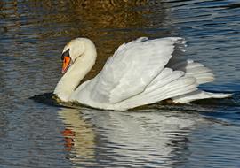 the white swan is beautiful