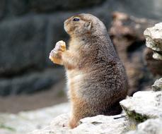 Prairie Dog Zoo Animal
