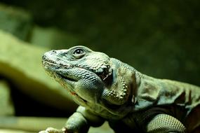 Lizard Animal Reptile