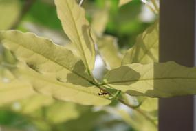 Ant Bug on green Leaves