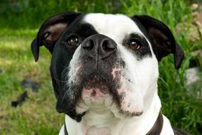 Bulldog Dog Animal
